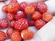 野草莓Wild strawberry