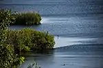 Reeds at the coast, some birds