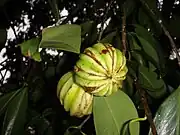 藤黃果（英语：）Garcinia cambogia