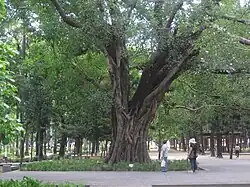 臺灣已知最大的菩提樹，為1901年時所種，位於公園南路側。