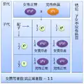 女性正常与男性色盲的子女中女孩全是携带者，男孩全是正常