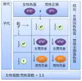 女性色盲与男性正常的子女中女孩全是携带者，男孩没有色盲