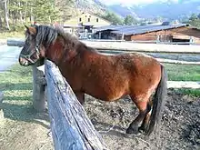 東北山麓的開田高原所飼育的木曾馬（長野縣指定天然紀念物）