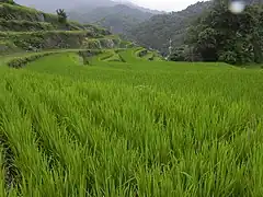 位於小豆島中央，會在夏季舉行送蟲祭典的中山千枚田是作品取景地之一。