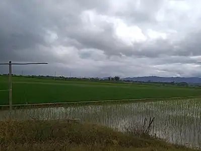 位于广喊的瑞丽农场弄岛分场水稻田