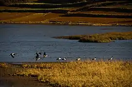 会泽县的黑颈鹤栖息地