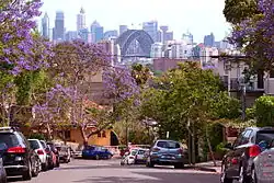 本特街街景（路旁的藍花楹正在盛開）