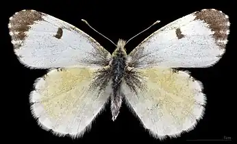 Anthocharis cardamines  ♀