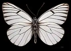 Aporia crataegi augusta ♂