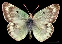 菲雲豆粉蝶Colias phicomone