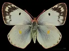 阿爾豆粉蝶Colias alfacariensis