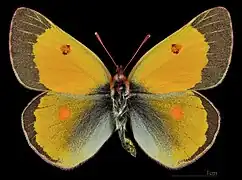 Colias chrysotheme