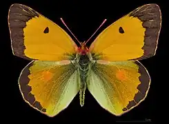 Colias croceus