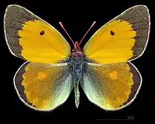 蟻豆粉蝶Colias myrmidone