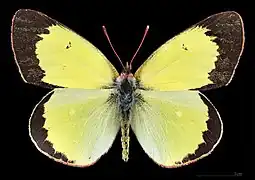 黑緣豆粉蝶Colias palaeno