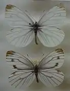 杜鵑粉蝶Pieris dulcinea