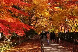 日本光明寺「楓葉參道」