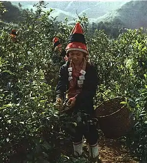 1964年 广东连南瑶族自治县 采摘茶叶