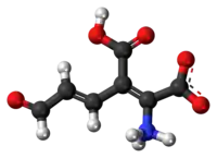 Ball-and-stick model of the 2-amino-3-carboxymuconic semialdehyde molecule as a zwitterion