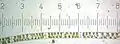 水綿 (每個編號的刻度 = 122 µm)