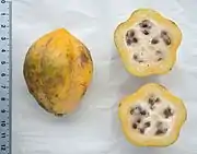 山番木瓜Mountain papaya