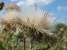 成熟的種子頭的照片