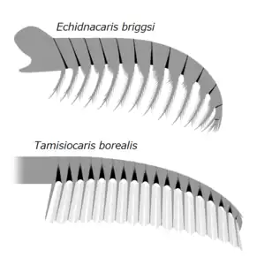 20191228_Radiodonta_frontal_appendage_Tamisiocarididae_Cetiocaridae