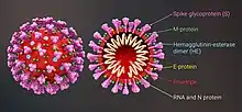 Cross-sectional model of a coronavirus