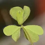 三齡幼蟲