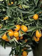 長實金柑Nagami kumquat