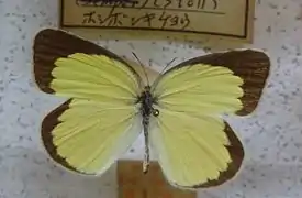 無標黃粉蝶Eurema brigitta