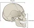 腦顱（標為「Brain case」）與顏面骨（英语：）。