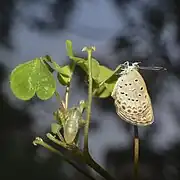 從蛹羽化的成蟲