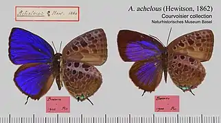 阿秀嬈灰蝶Arhopala achelous