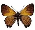 Acrodipsas aurata