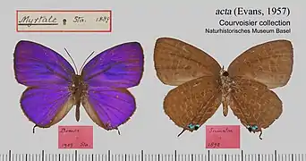 阿克特嬈灰蝶Arhopala acta