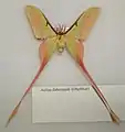 Actias dubernardi male