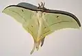 Actias selene male