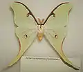 Actias truncatipennis male