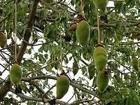 大猴麵包果Grandidier's baobab