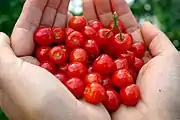 毛櫻桃Downy cherry