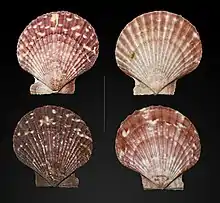 女王海扇蛤 Aequipecten opercularis