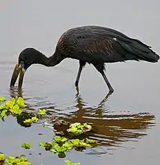 觅食