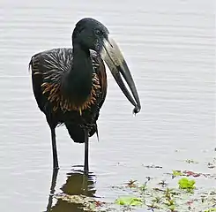 捕获食物