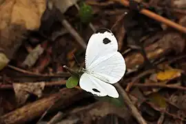 艾瑟纖粉蝶Leptosia alcesta