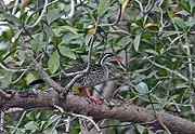 非洲鳍趾鷉（Podica senegalensis），分布于非洲