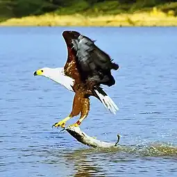 掠過肯尼亚巴林戈湖捕捉鲶鱼的成鳥