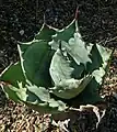 Agave colorata 五藏仿