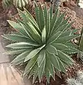 Agave funkiana 憤怒龍