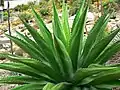 Agave gentryi 暴龍